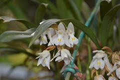 Coelogyne breviscapa